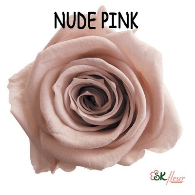 Mediana Rose / Nude Pink