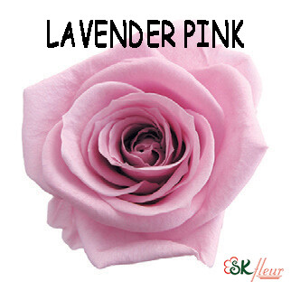 Mediana Rose / Lavender Pink