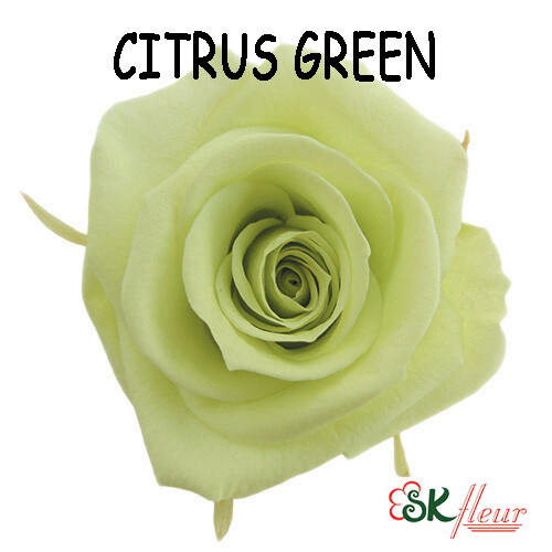 Mediana Rose / Citrus Green