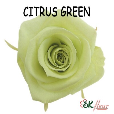 Mediana Rose / Citrus Green