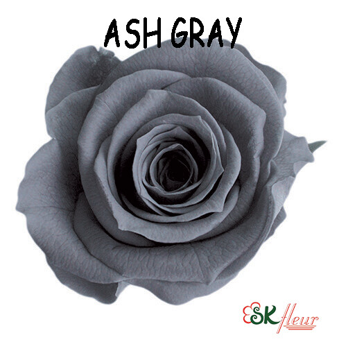 Mediana Rose / Ash Gray
