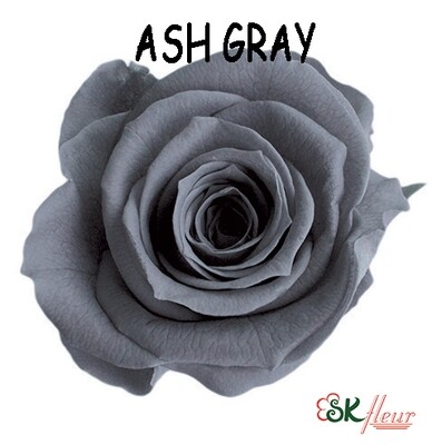 Mediana Rose / Ash Gray