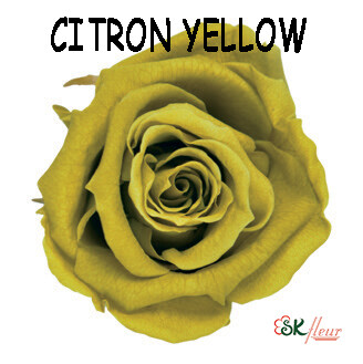 Mediana Rose / Citron Yellow