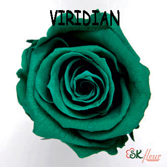 Mediana Rose / Viridian