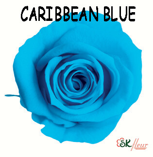 Mediana Rose / Caribbean Blue