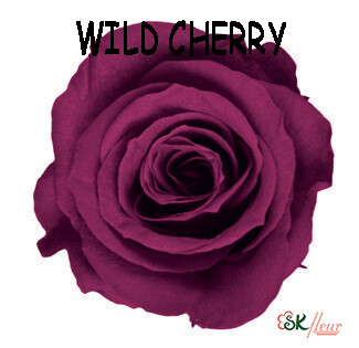 Mediana Rose / Wild Cherry