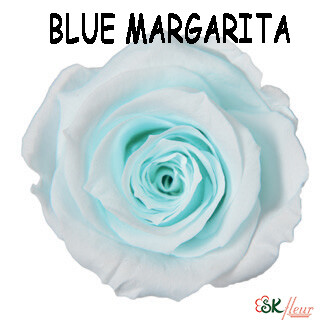 Mediana Rose / Blue Margarita
