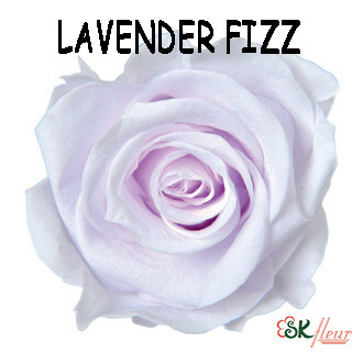 Mediana Rose / Lavender Fizz