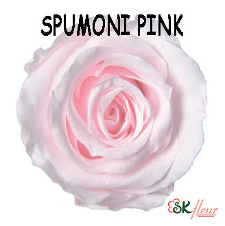 Mediana Rose / Spumoni Pink