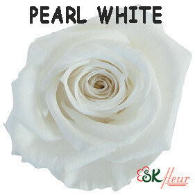 Spray Rose / Pearl White