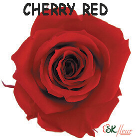 Spray Rose / Cherry Red