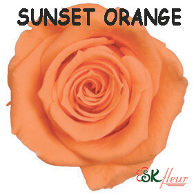 Spray Rose / Sunset Orange