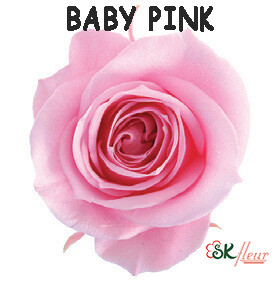 Spray Rose / Baby Pink