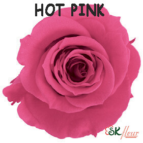 Spray Rose / Hot Pink