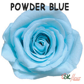 Spray Rose / Powder Blue