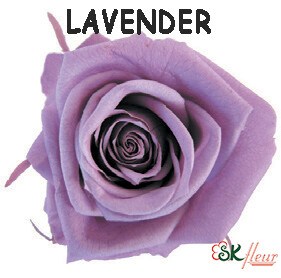 Spray Rose / Lavender