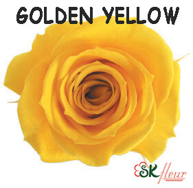 Spray Rose / Golden Yellow