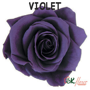 Spray Rose / Violet