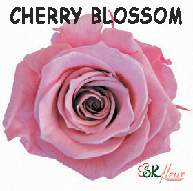 Spray Rose / Cherry Blossom