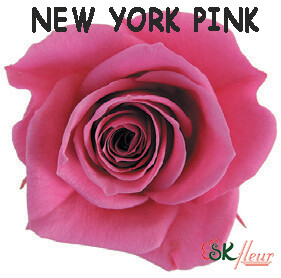 Spray Rose / New York Pink