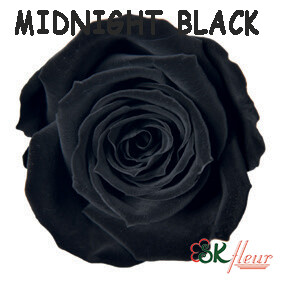 Spray Rose / Midnight Black