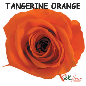 Spray Rose / Tangerine Orange