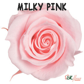 Spray Rose / Milky Pink