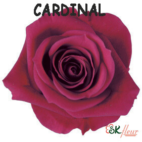 Spray Rose / Cardinal
