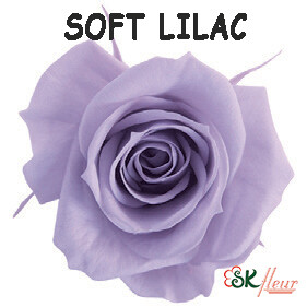 Spray Rose / Soft Lilac