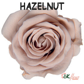 Spray Rose / Hazelnut