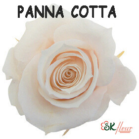 Spray Rose / Panna Cotta