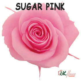Spray Rose / Sugar Pink