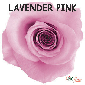 Spray Rose / Lavender Pink