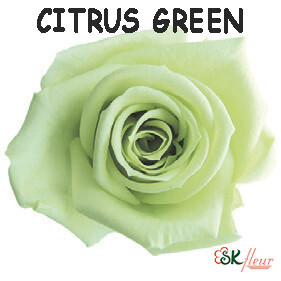 Spray Rose / Citrus Green