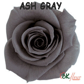 Spray Rose / Ash Gray