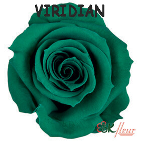 Spray Rose / Viridian