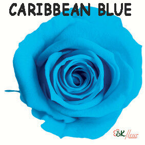 Spray Rose / Caribbean Blue Spray Rose / Caribbean Blue