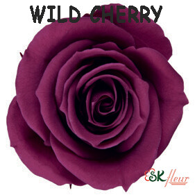 Spray Rose / Wild Cherry