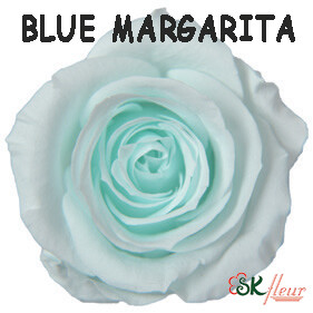 Spray Rose / Blue Margarita