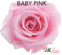 Mediana Short Rose / Baby Pink