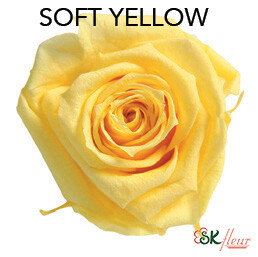 Mediana Short Rose / Soft Yellow