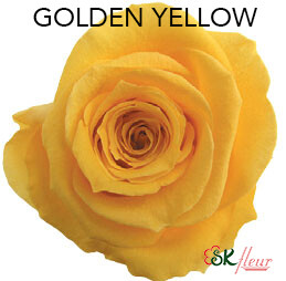 Mediana Short Rose / Golden Yellow Mediana Short Rose / Golden Yellow