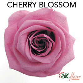 Mediana Short Rose / Cherry Blossom