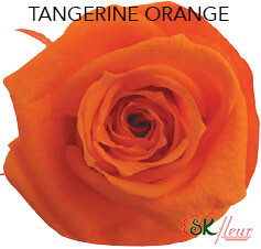 Mediana Short Rose / Tangerine Orange Mediana Short Rose / Tangerine Orange