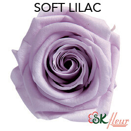 Mediana Short Rose / Soft Lilac