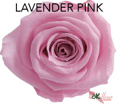 Mediana Short Rose / Lavender Pink Mediana Short Rose / Lavender Pink