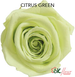 Mediana Short Rose / Citrus Green