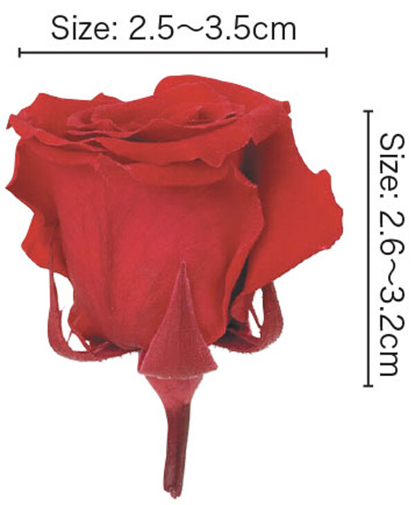 FLOREVER BABY ROSE