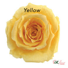 Baby Rose / Yellow