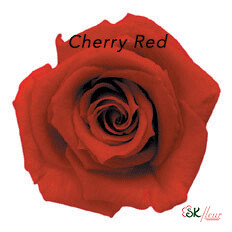 Baby Rose / Cherry Red